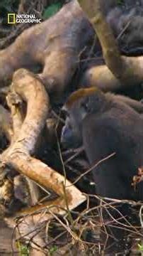 La increíble capacidad de los gorilas para usar herramientas 🦍 | NATIONAL GEOGRAPHIC ESPAÑA