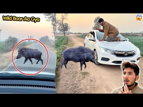 ACHANAK RASHTY MIAN INDIAN WILD BOAR AA GYA 😱