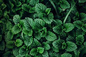 Lemon Balm vs. Mint: How Are They Different?