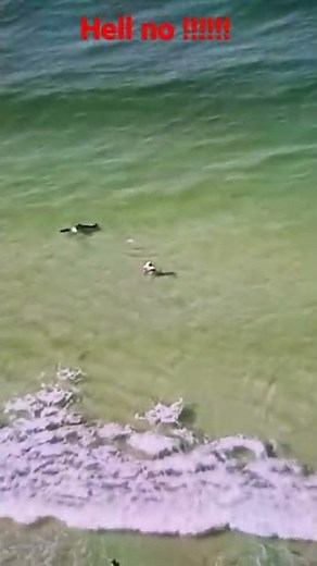 Rare Footage Shark Attacks Swimmer!!!!!!!!