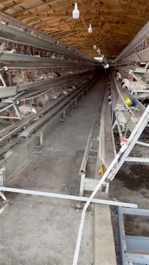 Installing a Manure scraper in a 10,000 birds capacity building