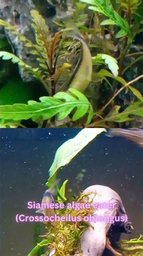 The ONLY Fish That Eats BBA! 🐟 Siamese Algae Eater Profile (Budget Heroes)