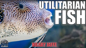 15 reactions · 4 comments | In this episode, Hilary shares her top 10 utilitarian fish to keep in your tank. Join us as we learn how these fish keep algae and pests under control, and find out which fish made the list and why! | SaltwaterAquarium.com | Facebook