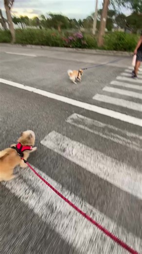 Excited naman maggala Ang aming mga doggies #dogsoftiktok #doglifelover #dog