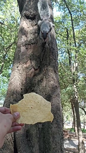 Y a la ardilla la tortilla 🗣️