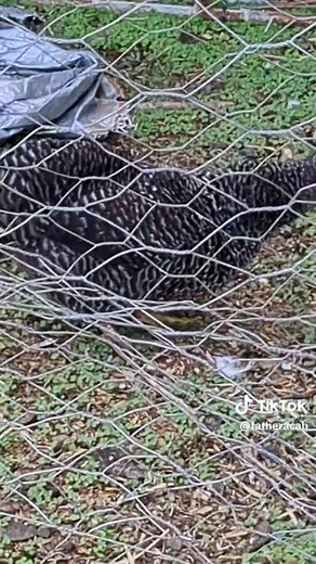My chickens hunt Mice and eat them whole. People didn't believe chickens do this but now you have video proof. #chickensoftiktok #farmtok #blacktiktok #blackmaninthewilderness #chickens
