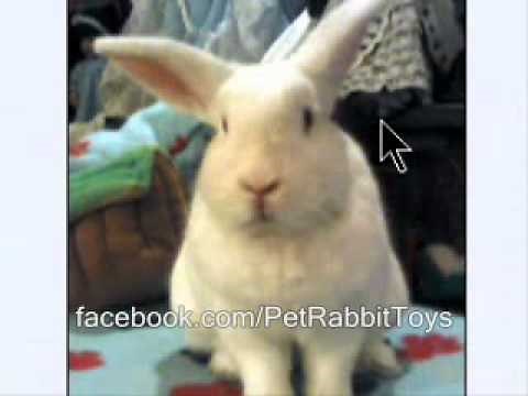 New Zealand White Rabbit Characteristics - Rabbit Types Series