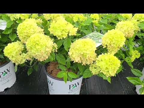 Hydrangea Little Lime® // STUNNING,⭐️POPULAR, Easy to Grow Panicle Hydrangea from Proven Winners®!