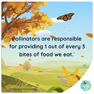 Did you know that you can thank pollinators for one out of every three bites of food you eat? This wide array of beneficial species is responsible for some of the most crucial links in the whole world's food chain. Can you imagine a world without pollinators? 🐝 🦋 🦇 Despite native pollinators' vast importance, these special creatures are often overlooked and misunderstood. And without them, our world would look very different, from the food we eat to the flowers in our garden. It's time to tak