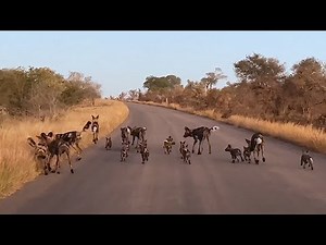 African Wild Dog Puppies Fill The Road!