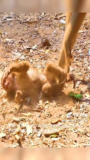 Million sad for poor baby monkey #monkeys #babymonkey #animals #sad #monkeyface #wild #wildanimals #wildlife #monkeydluffy #pity #pet #shorts #fyp