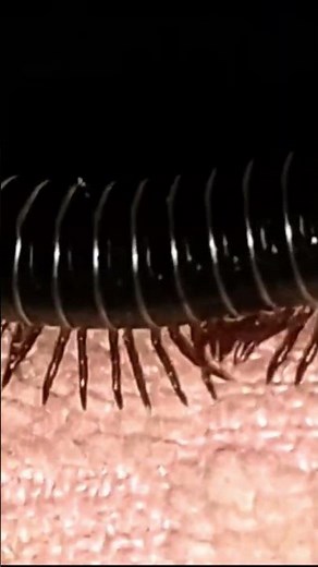 Long_Millipede_March_Hundreds_Legs_Moving_In_Perfect_Waves_SHORT_01.mp4