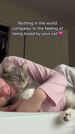 Cuddly Cat Videos: Meow-tastic Moments with Your Feline Friend