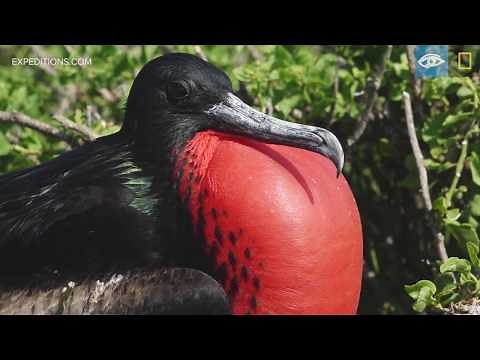 Male Frigate Birds | Galápagos | Lindblad Expeditions-National Geographic