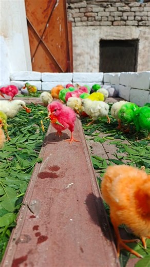 So Tiny & So Sweet! Rainbow Chicks Playing | Murgi k chote chote chuja | chicken free sounds #shorts