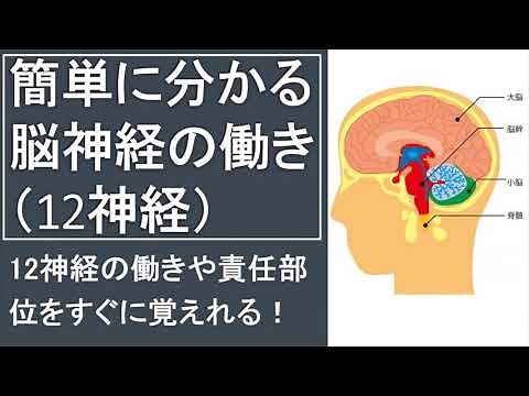簡単に分かる脳神経の働き（12神経）「12神経の働きや責任部位をすぐ覚えれる」