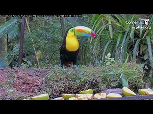 Keel-billed Toucan Shows Off Rainbow While Eating Bananas in Panama | October 8, 2025
