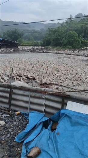 6,000 Ducks Rushing Home at Once 👀