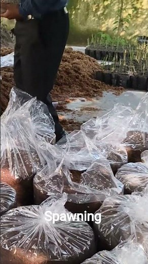 Button mushroom spawning