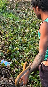 Amazing Big Eel Fish Catch #fish #fishing #fisherman #village | JP Fishing