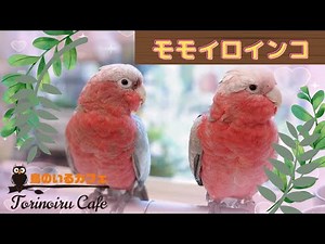 【鳥のいるカフェ🕊千駄木店】モモイロインコのご紹介
