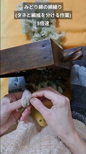 [Cotton Ginning] 2025/12/30 The process of separating the cottonseed fibers from the seeds. There...