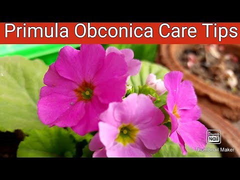 Primula Obconica Care Tips || How to Grow and Care Primula Obconica / Primrose Obconica