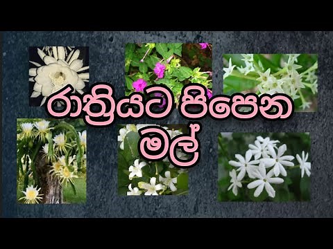 රාත්‍රියට පිපෙන මල් වර්ග