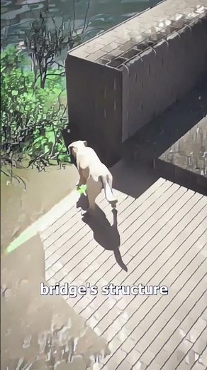 Why Are Dogs Jumping Off This Bridge? The Mysterious Overtoun Bridge