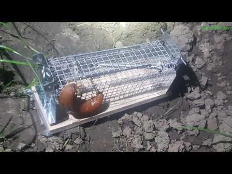 Mausefalle Lebendfalle