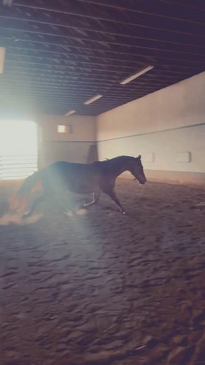 Visit https://intueri-equine.square.site/s/appointments. To book your free 15 consultation. We can’t wait to meet you and your herd! #columbusohio #ohio #naturalhorsemanship #holistichorse | Intueri Equine