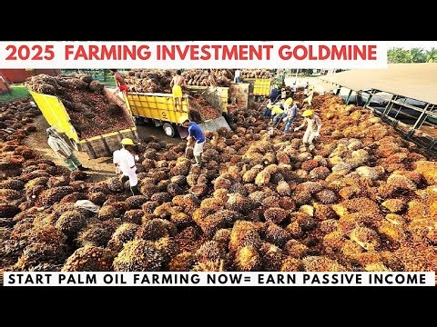 How to Make Millions from Palm Oil Farming in Nigeria (2025 Strategy)