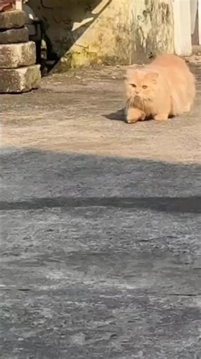 Why Everyone Loves the Munchkin Cat! 🐱✨ #cat #animals #shorts