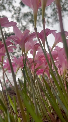 46K views · 213 reactions | An annual visitor to the plantation #idukki #visit #flowers #wildflowers #plantation #reels #peace | cardamom plantation | Facebook