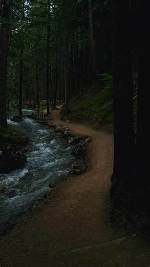 Forest 🌳 | Heavenly Views