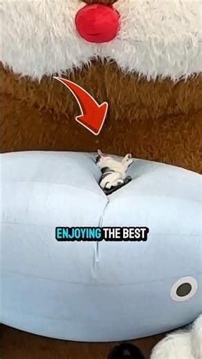 🐱 Curious cat meets a giant teddy bear — and never gives up!