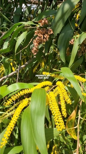 POHON AKASIA TELINGA or Acacia auriculiformis #acacia #akasia #acaciawood #acaciaauriculiformis