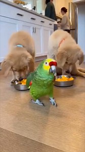 This parrot just discovered puppies have mango privileges 😂🦜 Two plates, two pups… and zero respect for senior parrots! 🦜 “Wait—mango?! That’s my category!” 🦜 “When did dogs get fruit privileges?!” 🦜 “I’ve been replaced by goldens?!” 🦜 “Cool. I’ll just go eat dog food then!” #ParrotComedy #FunnyAnimals #ComedyShorts #ViralReels #AnimalComedy #DogAndParrot #BirdHumor #TalkingParrot #Funimals | Funimals