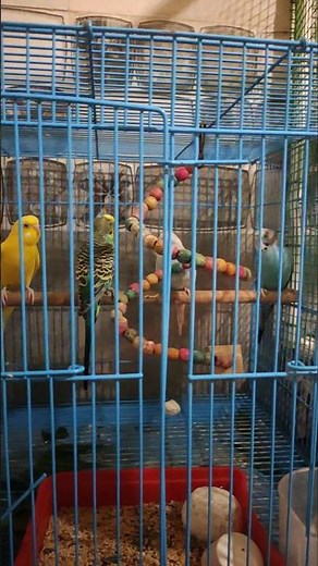 Ultimate Budgie Cage Setup (Perfect for Beginners)