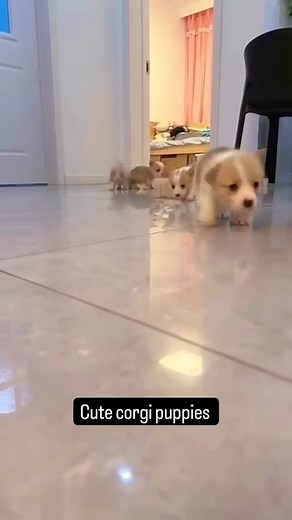220K views · 4K reactions | Cute corgi puppies So sweet #reel #reels #corgi #corgis #dog | We Love Corgi | Facebook