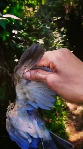 Cazando con el rifle pvc cal 6'35 mm 🤯😱💀 #shortsviral #viralvideo#amazing #subscribe