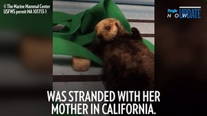 Otter Gets Rescued and is Happy with New Otter Friends