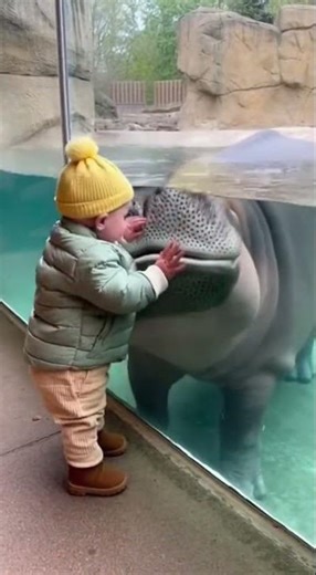 Baby Loses It When the Hippo Sneezes! 😆🐾