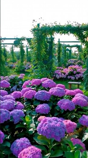 “Beautiful Hydrangea Flowers 🌸 | Relaxing Nature Video 4K”