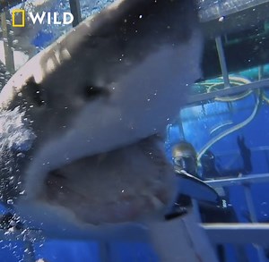 Warum kommt es in manchen Gebieten plötzlich zu Hai-Attacken auf Menschen? Ein Forscherteam will Klarheit schaffen – mit ungewöhnlichen Methoden. | National Geographic