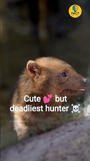 You Won’t Believe How This Cute Dog Hunts in Packs!bushdog facts #wolf#ytshorts