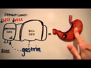 Proton Pump Inhibitors (PPIS)