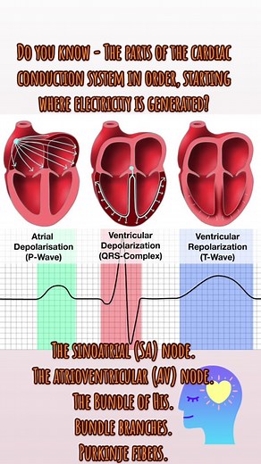 Basic EKG knowledge: What is the cardiac conduction system? The human heart is an engine that has to work 24/7 to keep you alive, and it has to be reliable and effective. To do this, it relies on a specialized network of cells called the cardiac conduction system. It’s also known as your heart’s electrical system.⚡️⚡️⚡️ Cells in the cardiac conduction system can generate electrical impulses and then distribute the signal throughout your heart. While all cells in your heart can conduct electricit