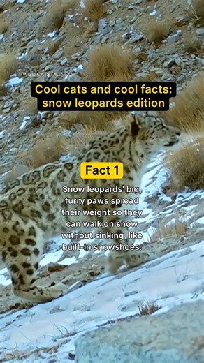 Exploring the Coolness of Snow Leopards