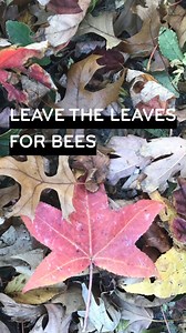 Bee-leave it or not, 70% of native bees nest in the ground. ⬇️😯 All those fallen leaves provide protection to keep them safe until they emerge next year! 🐝🍂 #leavetheleaves #spreadtheword #pollinatorhabitat #beesponsible | Beesponsible